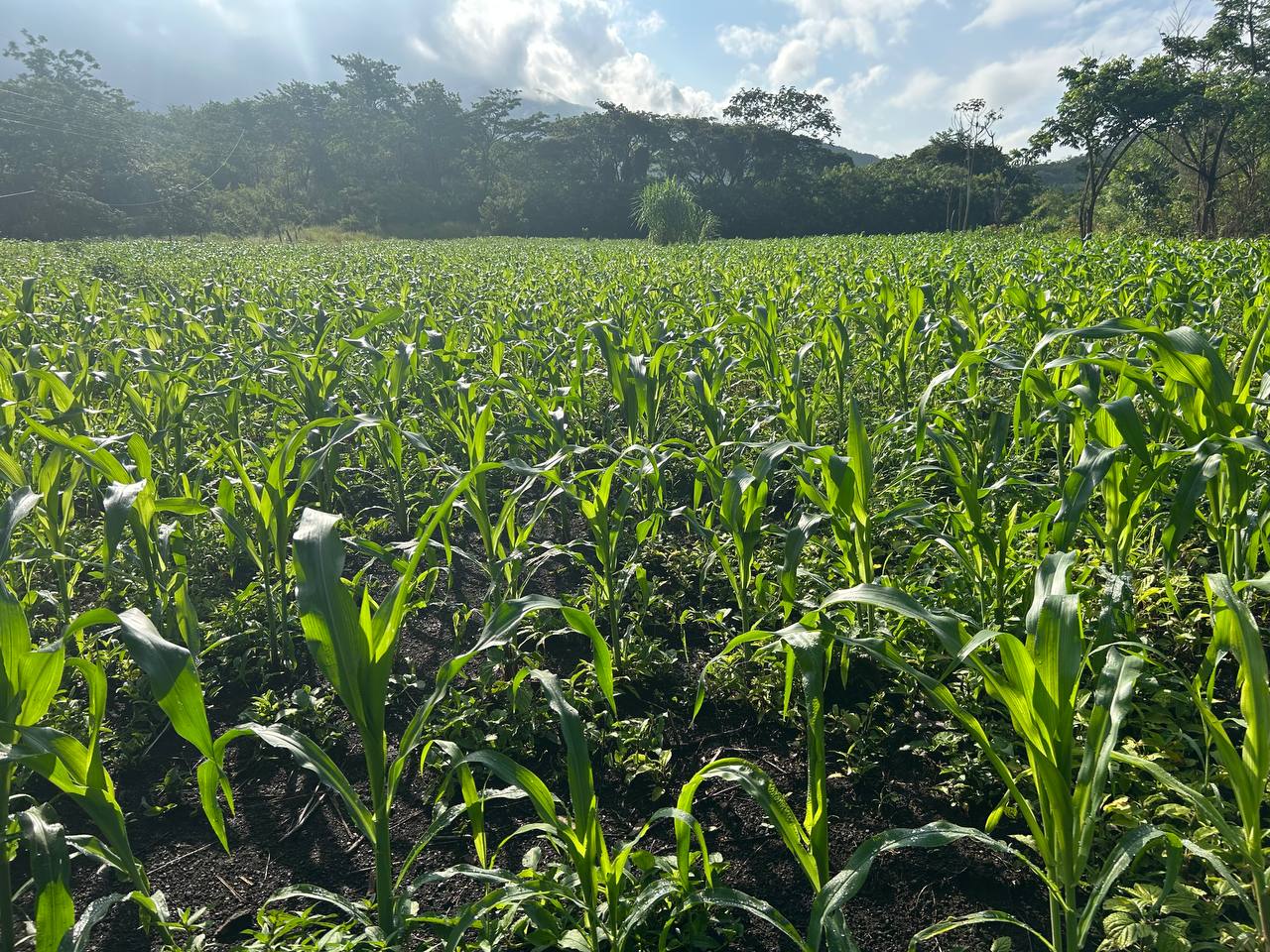Nuestro campo de maíz