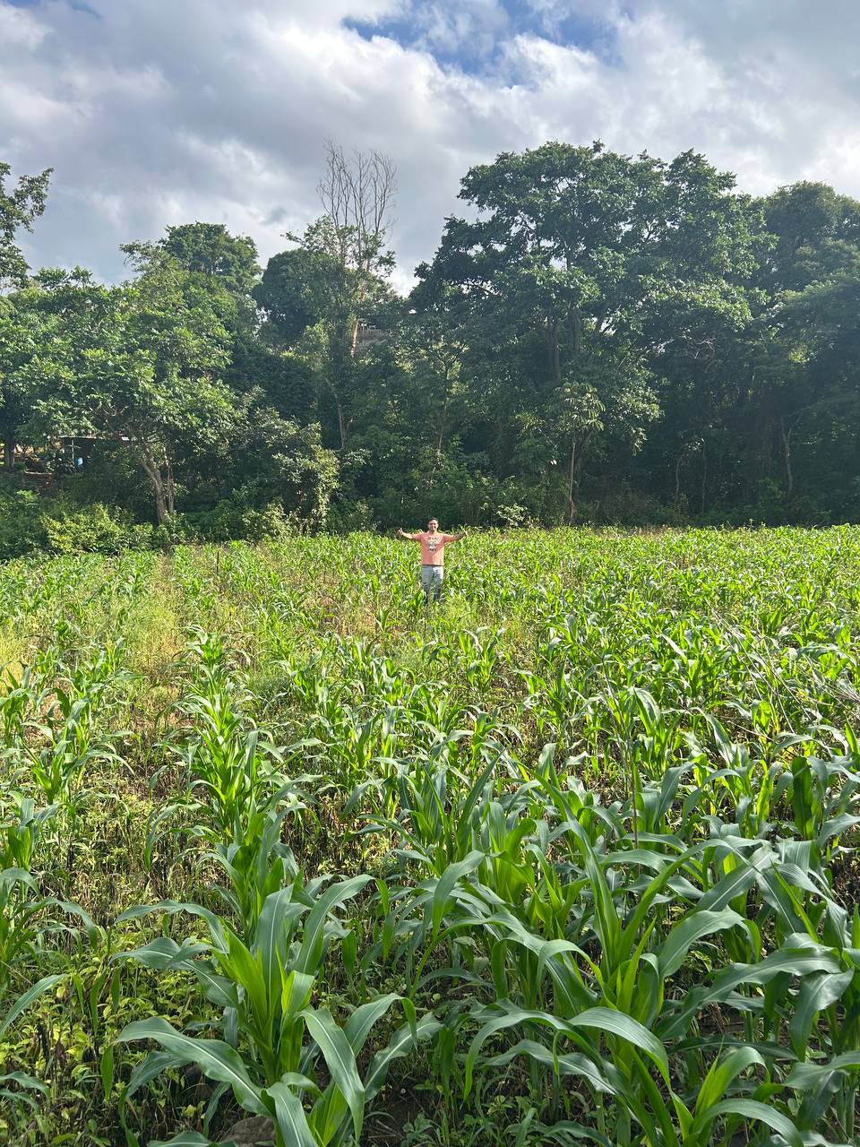 Nuestro campo de maíz