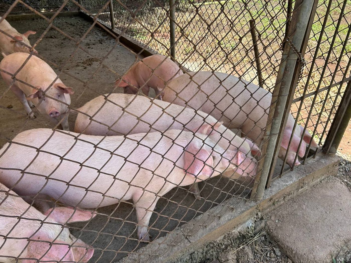 Cerdos jóvenes en etapa de levante — Agro Shambala